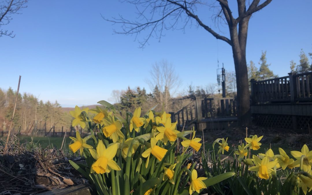 PHOTOS: Spring Emerges at the Mountain